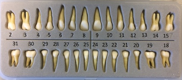 teeth numbers