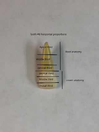 tooth anatomy