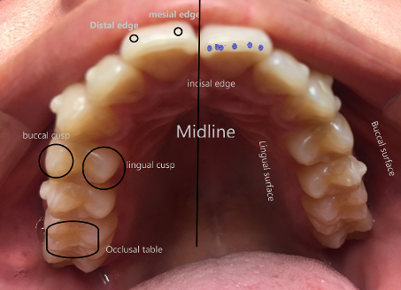 dental anatomy