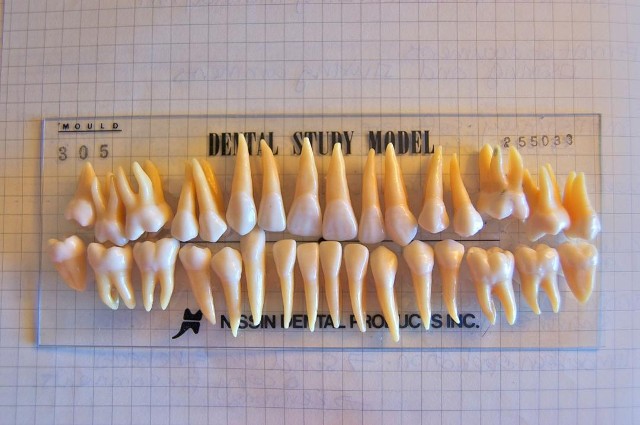 dental anatomy